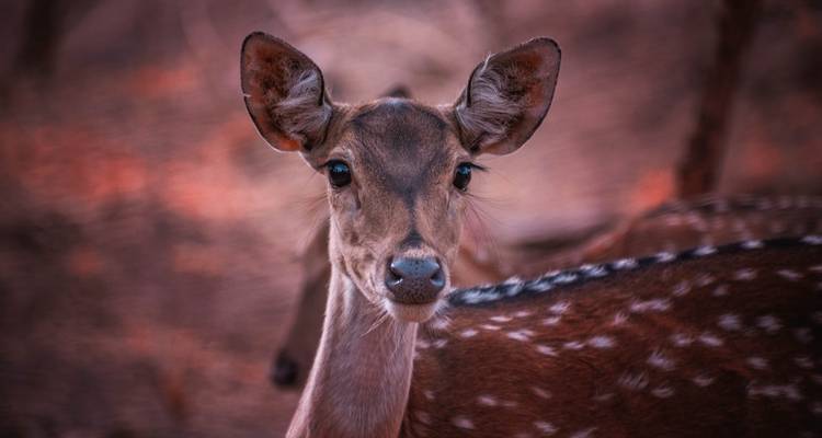 Close-up of a spotted deer.