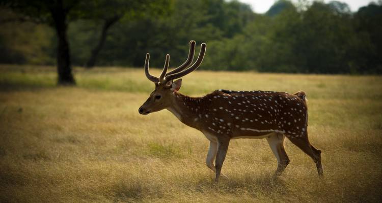 A deer with antlers in a grassy field.