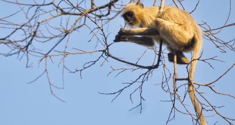 A monkey perched on a leafless tree branch.