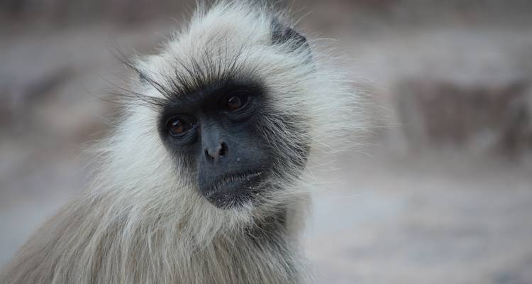 A close-up of a monkey's face.