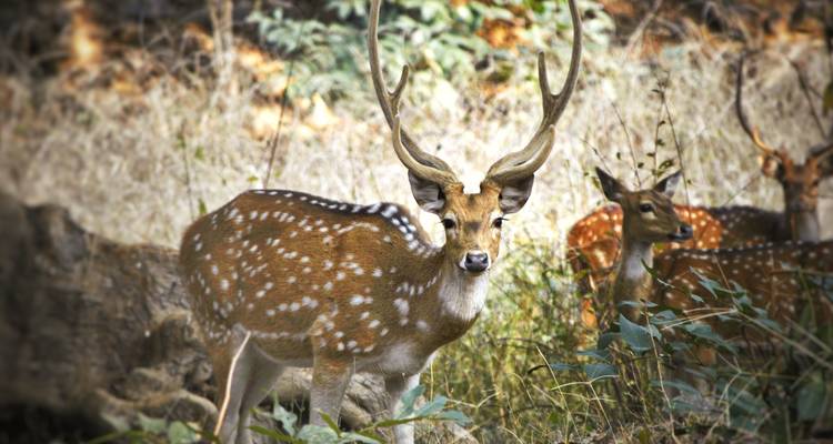 Deer with spotted coat in a wooded area.