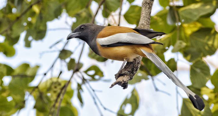 Colorful bird perched on a tree branch.