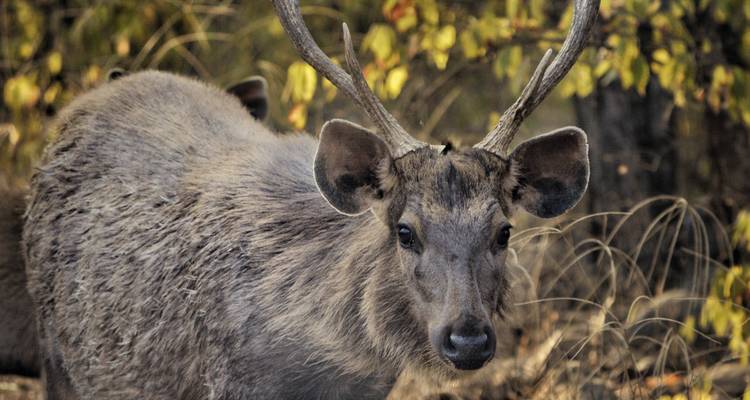 A deer with big ears looking towards the camera.