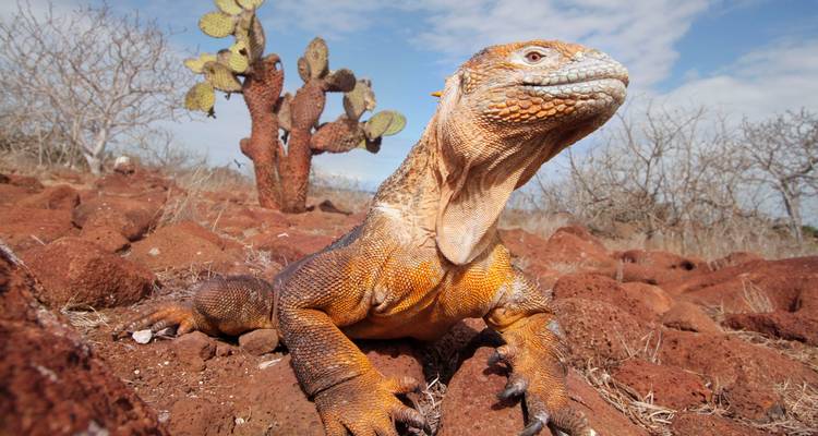 Équateur, Galápagos et Pérou 2025 - Wingbuddy 6