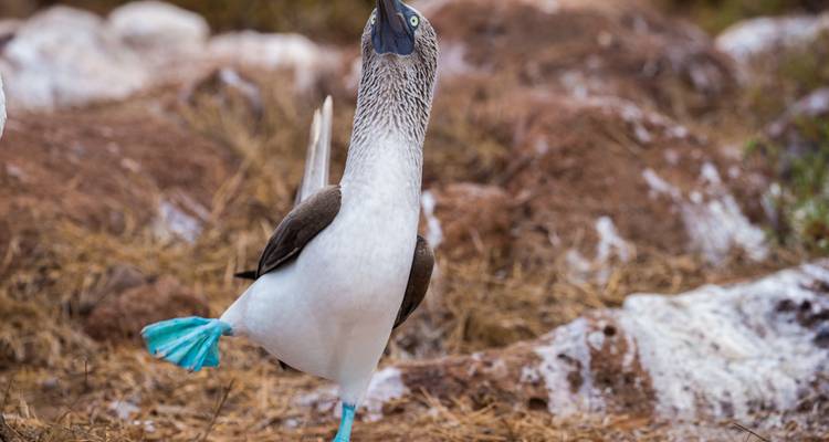 Équateur, Galápagos et Pérou 2025 - Wingbuddy 9