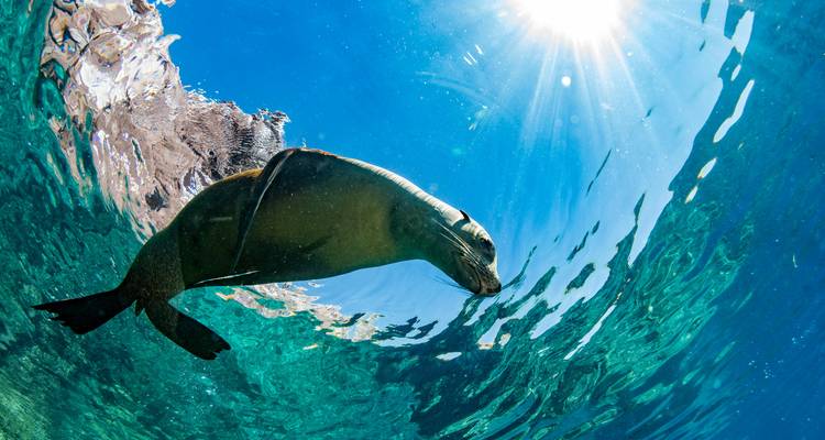 Bunt gefärbter Seelöwe, der unter Wasser in klarem Gewässer schwimmt.