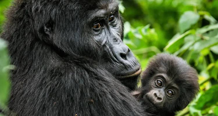 Ultimate Gorilla Trekking Ouganda - GoExplore Safaris 3