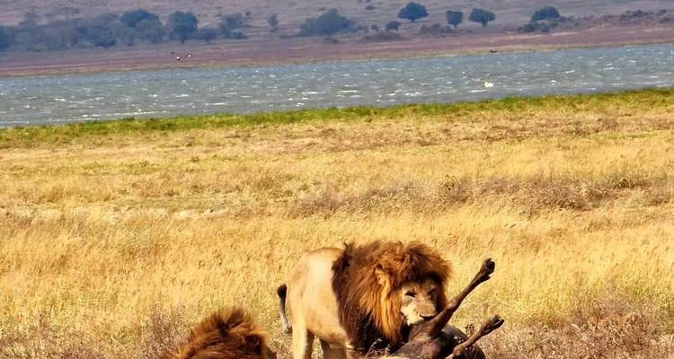 Lake Manyara National Park Day Trip - theKili-Guides 1