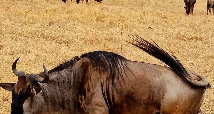 Lake Manyara National Park Day Trip - theKili-Guides 4