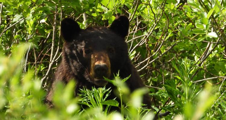 Les parcs nationaux des six montagnes sur la côte ouest - Timberwolf Tours Ltd. 4