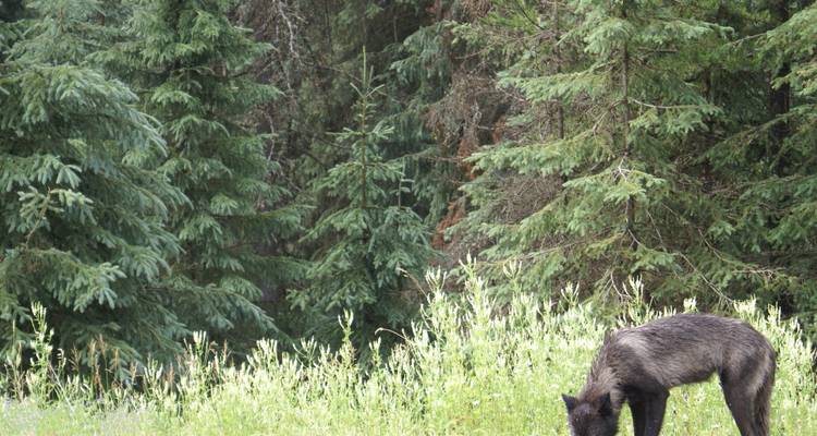 Les parcs nationaux des six montagnes sur la côte ouest - Timberwolf Tours Ltd. 6