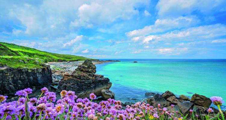 Küstenblick mit Wildblumen und blauem Meer.