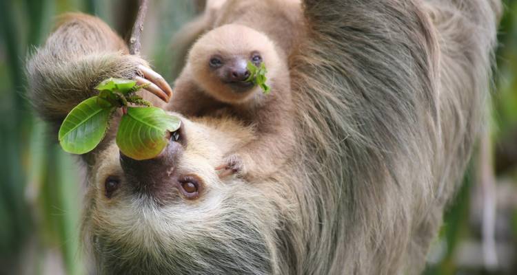 Nueva York y Costa Rica: ¡De la jungla de cemento al bosque nuboso! (from Nueva York to San José) - journaway 4