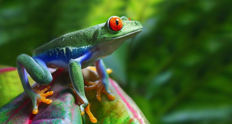 Nueva York y Costa Rica: ¡De la jungla de cemento al bosque nuboso! (from Nueva York to San José) - journaway 8