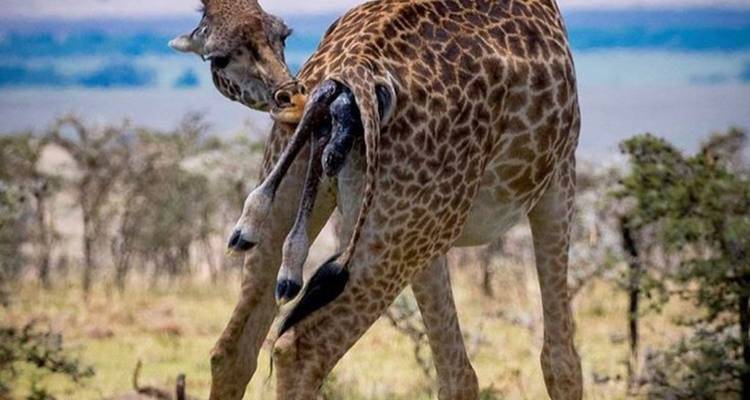 5 días de increíble safari de luna de miel en Tanzania - theKili-Guides 4