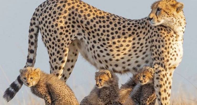 5 días de increíble safari de luna de miel en Tanzania - theKili-Guides 6