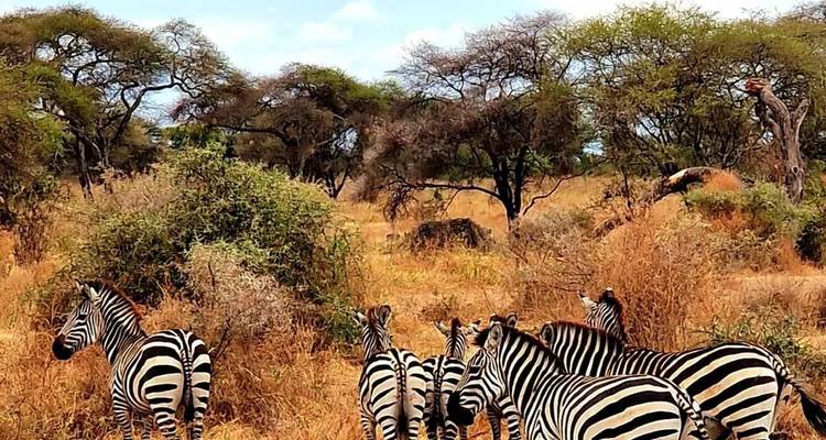 Safari de lune de miel de luxe de 3 jours en Tanzanie - theKili-Guides 1