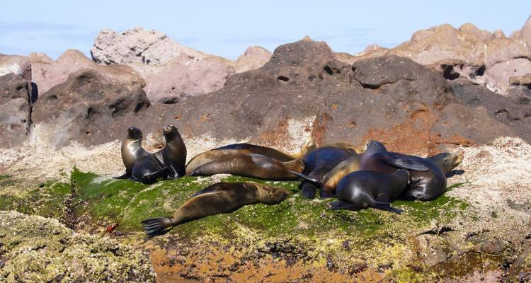 Avec les géants des océans dans l'aquarium du monde - DIAMIR Erlebnisreisen 3