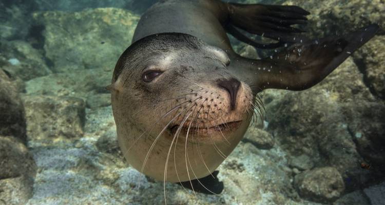 Avec les géants des océans dans l'aquarium du monde - DIAMIR Erlebnisreisen 6