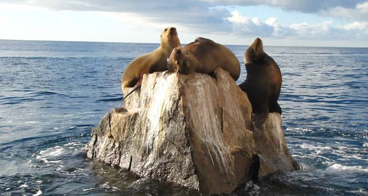 Avec les géants des océans dans l'aquarium du monde - DIAMIR Erlebnisreisen 8