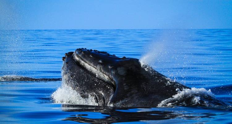 Avec les géants des océans dans l'aquarium du monde - DIAMIR Erlebnisreisen 10