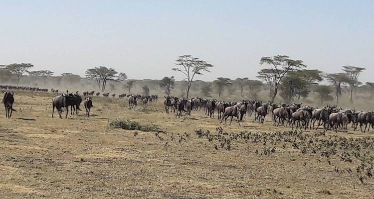Gnoekoddeherde rennend over de savanne
