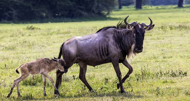 Gnoe moeder met kalf lopen samen
