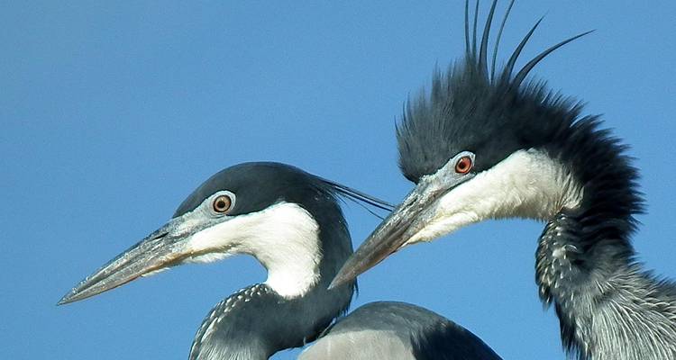 5 jours d'observation des oiseaux en Tanzanie - Circuit Nord - Lights on Africa Destinations & Safaris 4