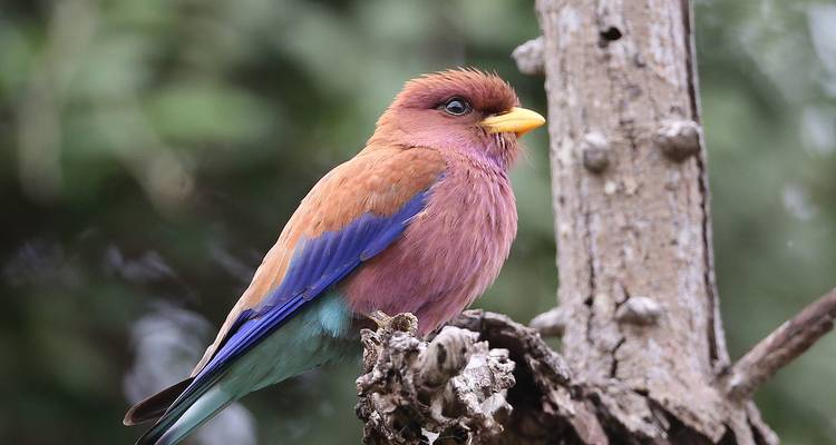 5 jours d'observation des oiseaux en Tanzanie - Circuit Nord - Lights on Africa Destinations & Safaris 8