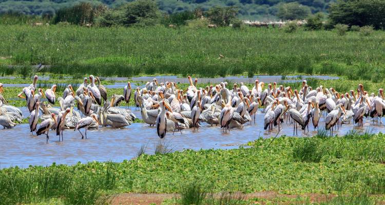 5 jours d'observation des oiseaux en Tanzanie - Circuit Nord - Lights on Africa Destinations & Safaris 9
