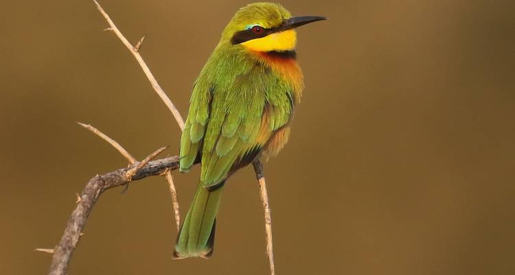 Safari de 7 días para observar aves en Tanzania - Lights on Africa Destinations & Safaris 1