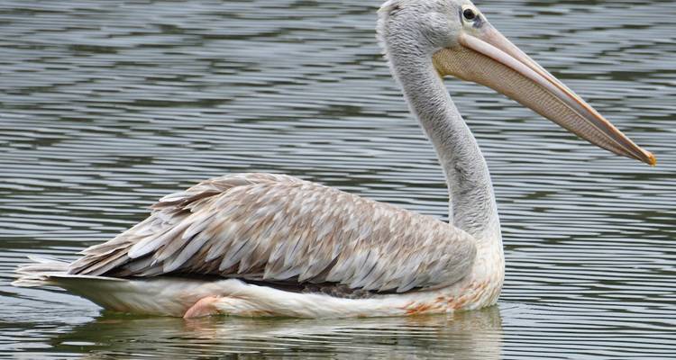 Safari de 7 días para observar aves en Tanzania - Lights on Africa Destinations & Safaris 3