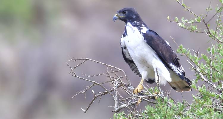 Safari de 7 días para observar aves en Tanzania - Lights on Africa Destinations & Safaris 7