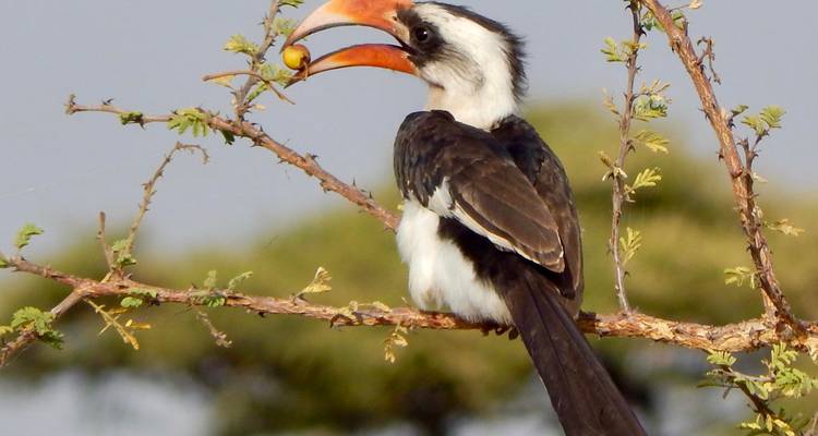 8-Day Tanzania Birding Trip – Luxury - Lights on Africa Destinations & Safaris 6