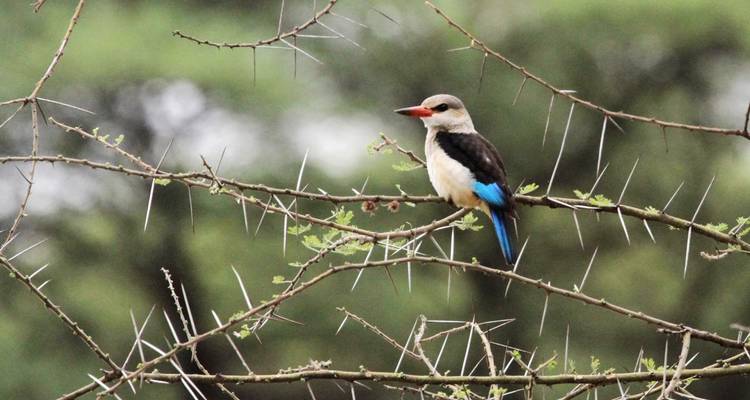 Een kleurrijke ijsvogel zit op een doornige tak.