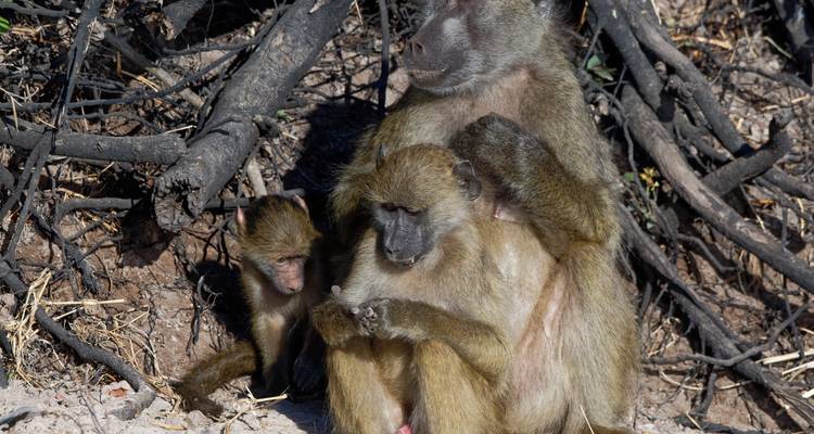 Moeder baviaan met baby in een droog gebied.
