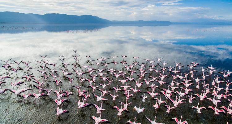 Groep flamingo's in het Manyarameer.