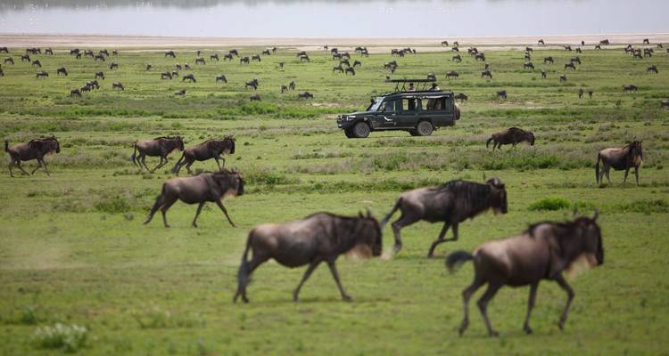 Safari-Fahrzeug inmitten einer Gnuherde in der Serengeti.