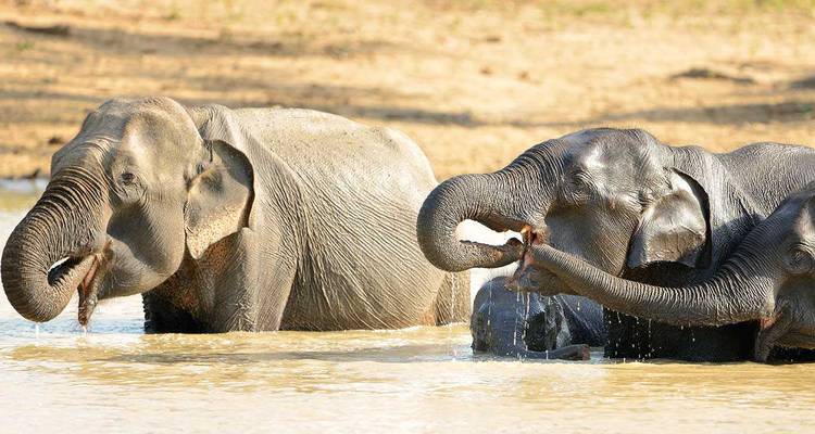 Groupe d'éléphants se baignant dans une rivière au Sri Lanka.