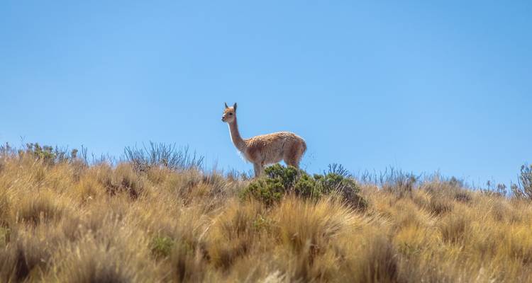 3-Días en Salta: Purmamarca y Salinas Grandes - Signature DMC 7