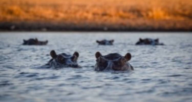 Join Our All-Inclusive 4-Day Safari Through Boteti, Pans & Delta - Across Africa Tours & Travel 2