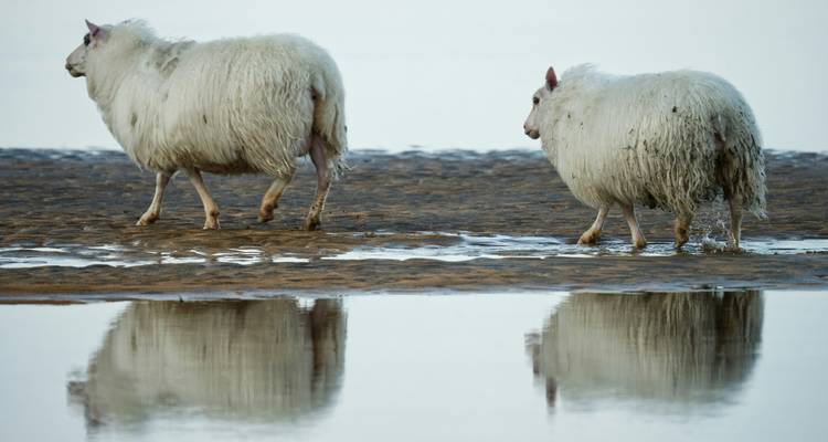 Tastes of Discovery: Circumnavigating Iceland & Crossing the Arctic Circle - Scenic Luxury Cruises & Tours 2