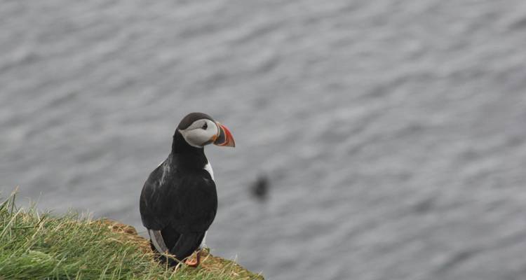 Tastes of Discovery: Circumnavigating Iceland & Crossing the Arctic Circle - Scenic Luxury Cruises & Tours 4