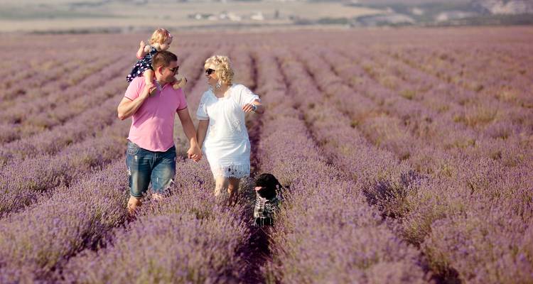 Familie wandelt door een lavendelveld met een hond.