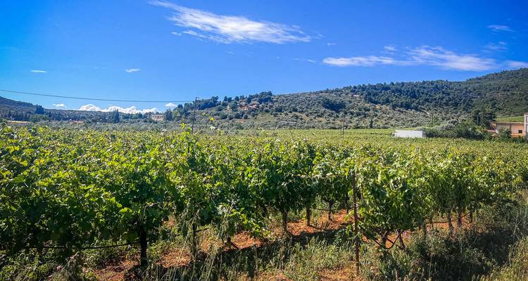 Amplio viñedo verde que se extiende hacia colinas boscosas bajas bajo un cielo azul brillante de verano.