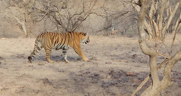 5 Noches Triángulo de Oro con Tigre / Ranthambore (Delhi > Agra > Ranthambore > Jaipur ) - Go My Journey 1