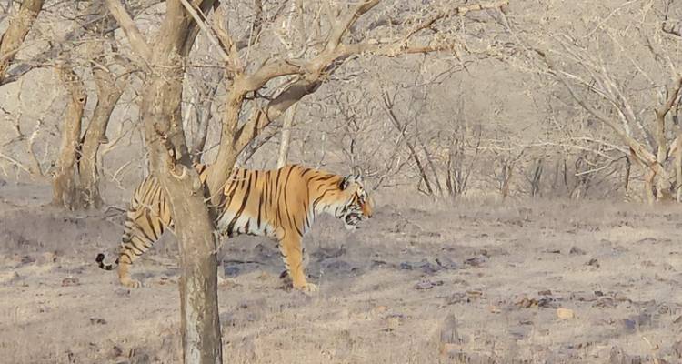 5 Noches Triángulo de Oro con Tigre / Ranthambore (Delhi > Agra > Ranthambore > Jaipur ) - Go My Journey 3