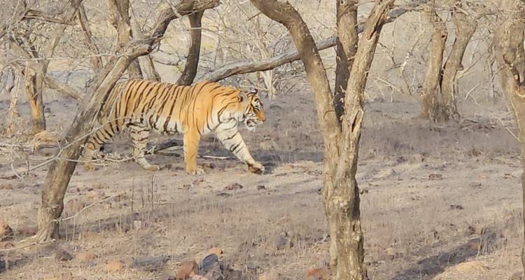 5 Noches Triángulo de Oro con Tigre / Ranthambore (Delhi > Agra > Ranthambore > Jaipur ) - Go My Journey 4