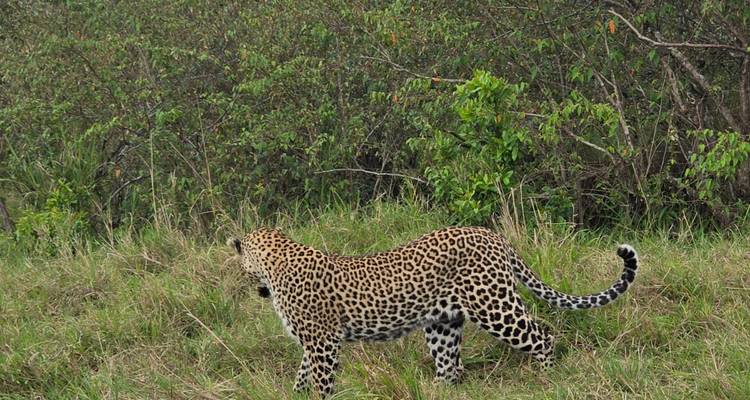 Luipaard lopend in het gras in een wildreservaat.