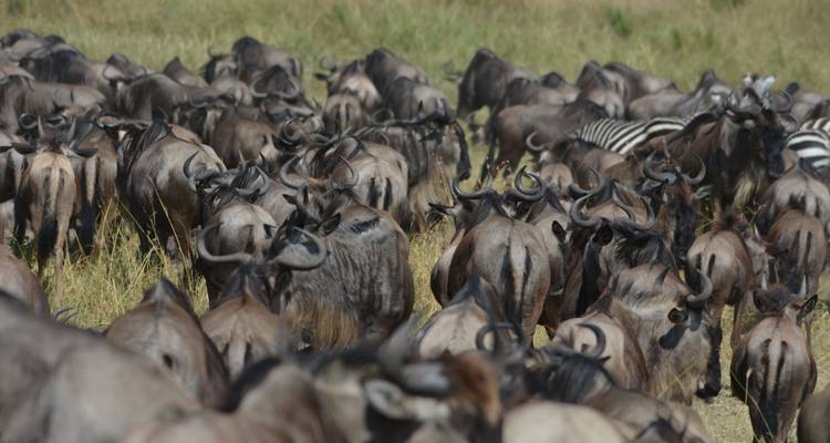 SÉJOUR DE 19 JOURS DANS LES PARCS DU NORD DE LA TANZANIE ET À LA PLAGE DE ZANZIBAR - Professional Safari Africa 1